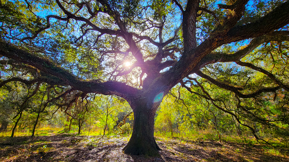 Sunlight shining through an old tree with widespread branches.
